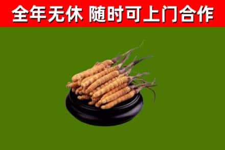 三原县回收冬虫夏草