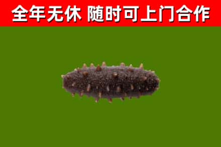 三原县回收海参干